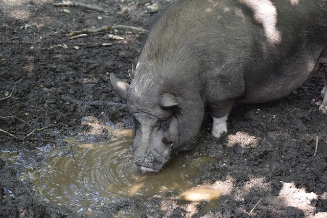 法甲第6輪南特0-3巴黎聖日耳曼 梅西連場助攻雙響姆巴佩梅開二度.