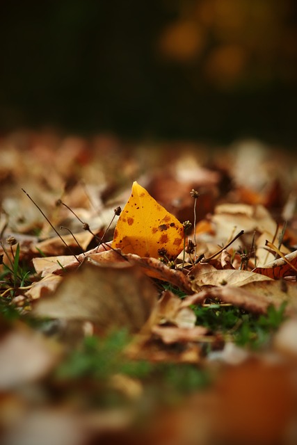 东契奇的生 东契奇的生