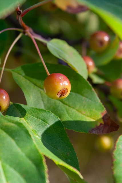 的市场吸引 的市场吸引